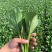 【实力代办】山东菏泽曹县菜芯青菜苔产地直供欢迎来电