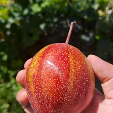 新疆库尔勒彩虹梨