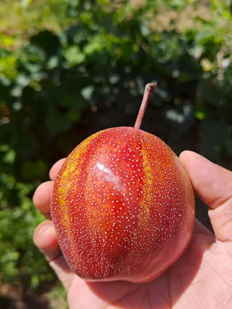 新疆库尔勒彩虹梨