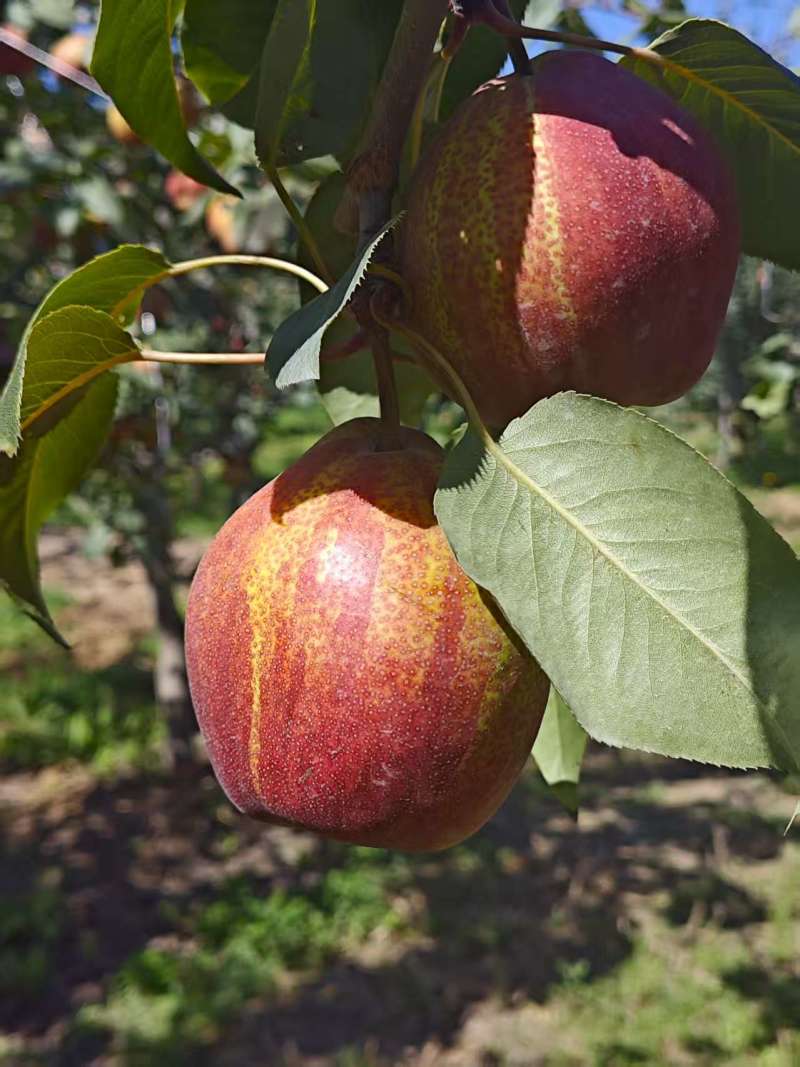 新疆库尔勒彩虹梨