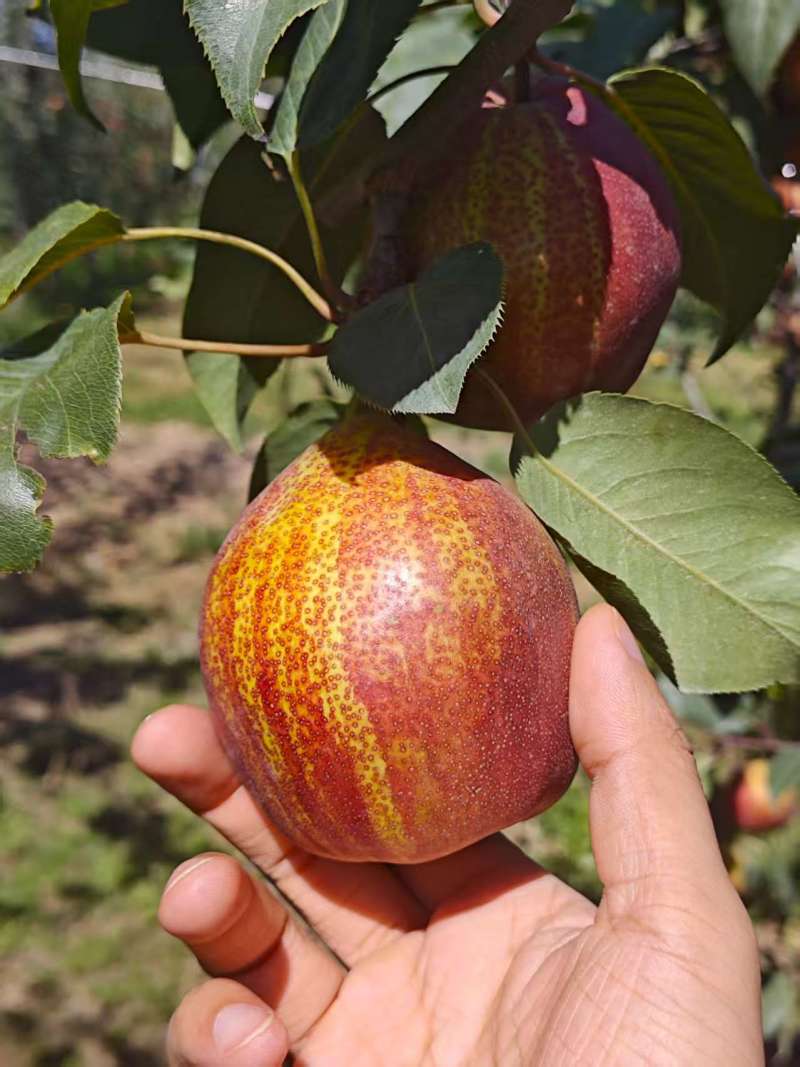 新疆库尔勒彩虹梨