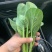 【实力代办】山东菏泽曹县菜芯青菜苔产地直供欢迎来电
