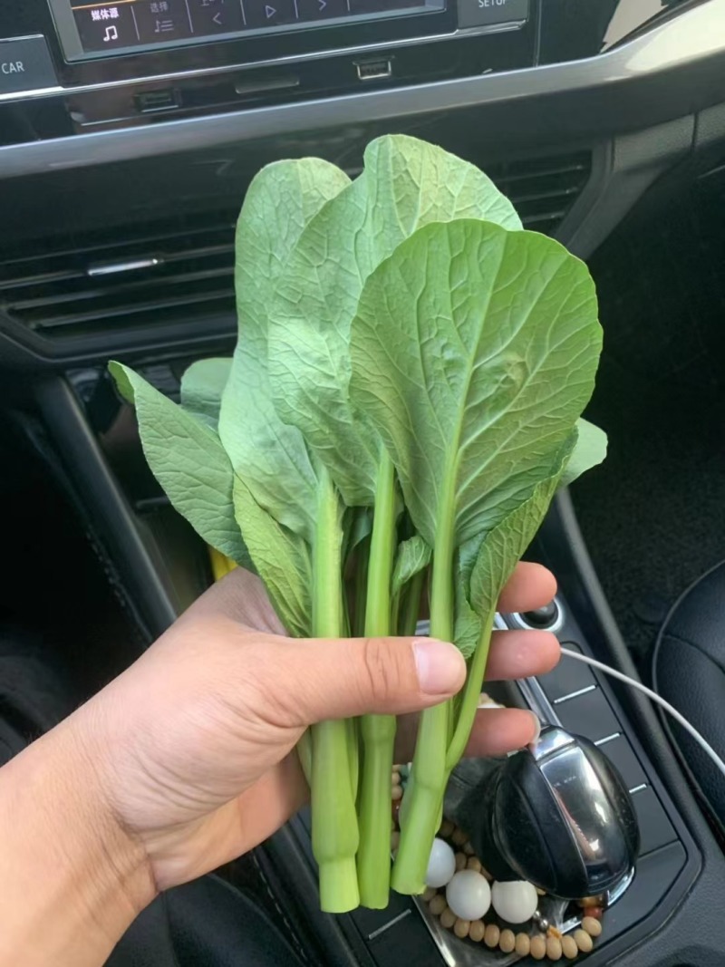 【实力代办】山东菏泽曹县菜芯青菜苔产地直供欢迎来电