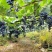 高山刺葡萄湖南发货新鲜采摘供货量大价格不等欢迎要货