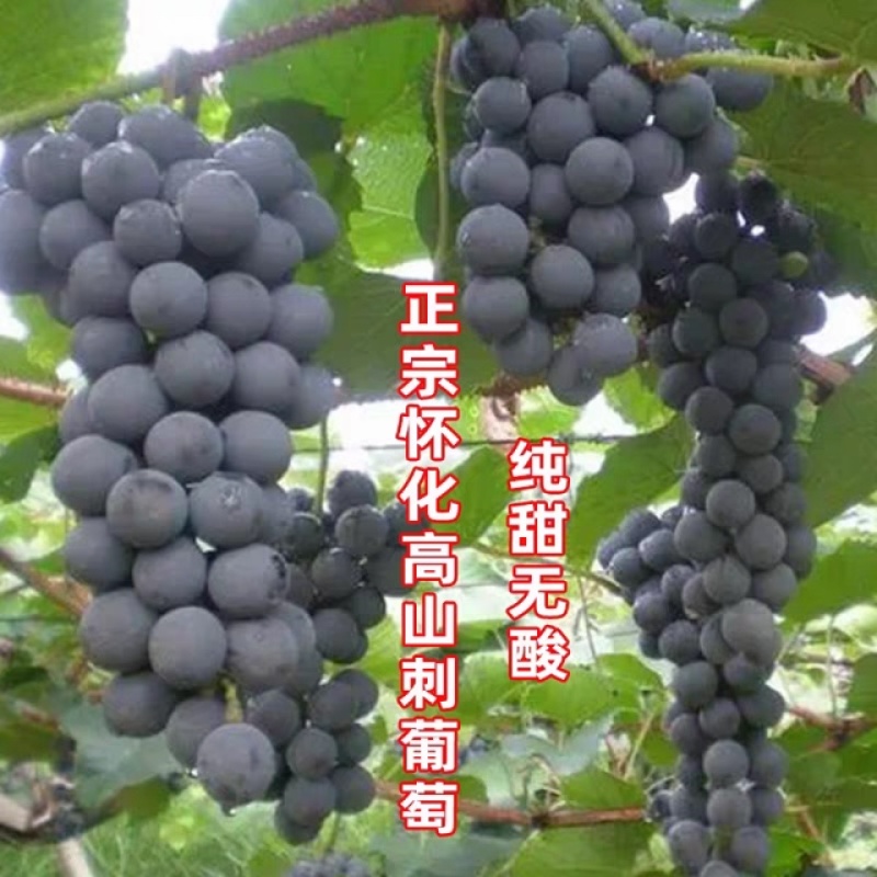 高山刺葡萄湖南发货新鲜采摘供货量大价格不等欢迎要货