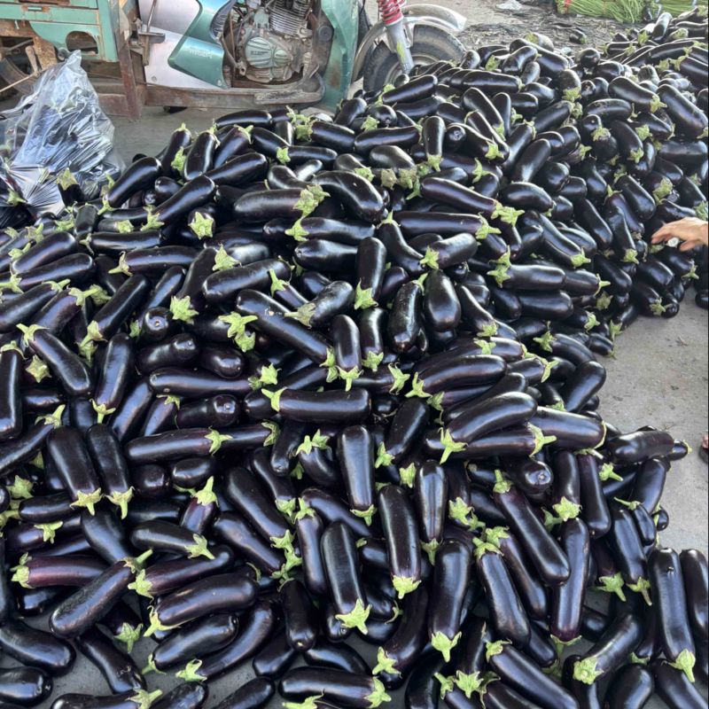 精选黑宝茄子大量现货对接，食堂，电商，加工厂