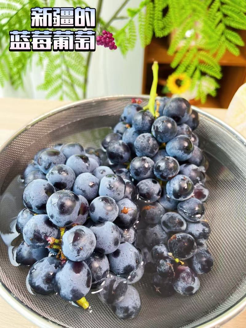 新疆博乐蓝莓葡萄