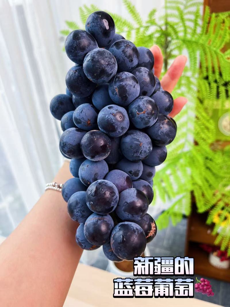 新疆博乐蓝莓葡萄