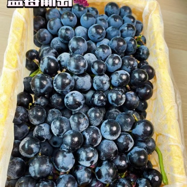 新疆博乐蓝莓葡萄