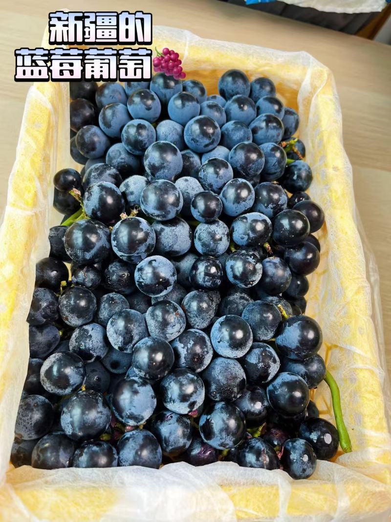 新疆博乐蓝莓葡萄