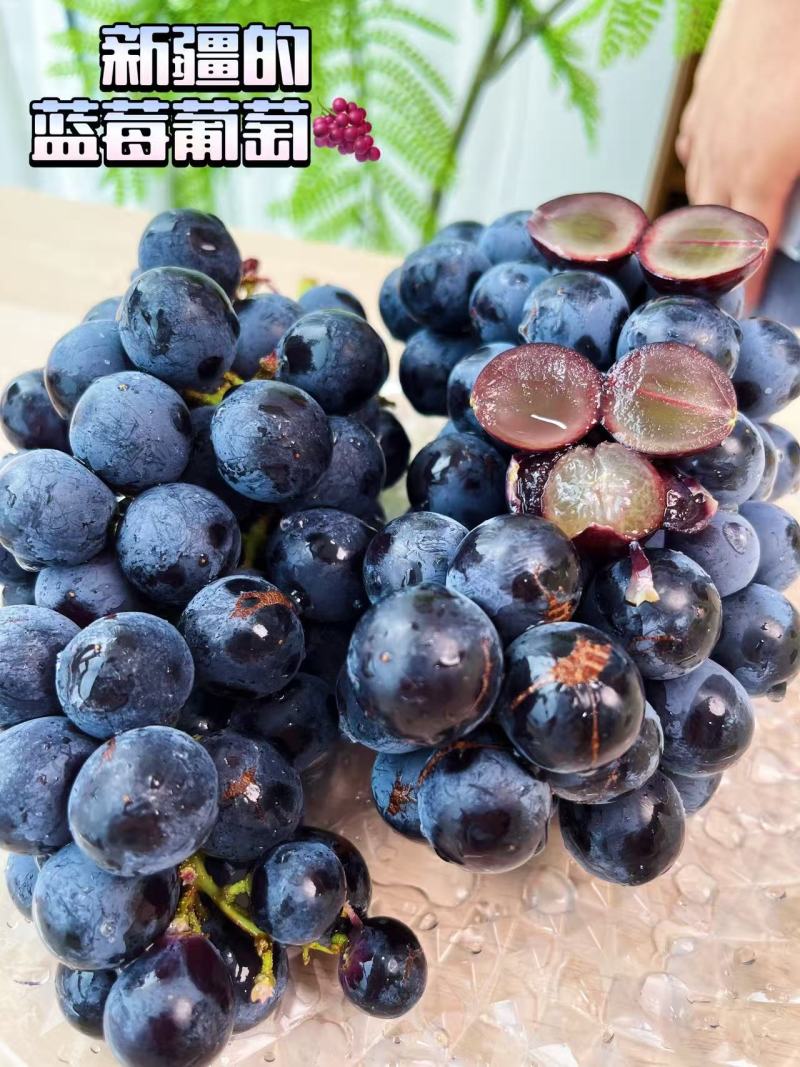 新疆博乐蓝莓葡萄