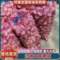 济南优质大青稞正宗商河白桥大青稞商河白桥大蒜