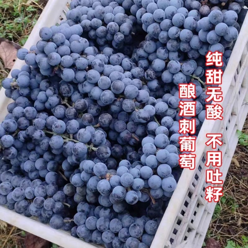 大棚精品刺葡萄价格不等新鲜采摘量大发货需要联系