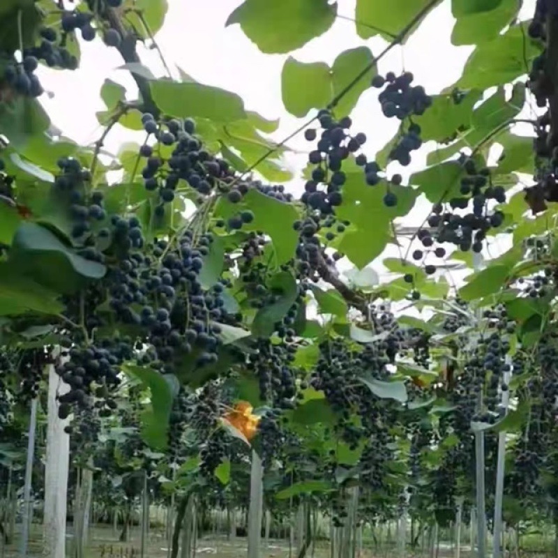 大棚精品刺葡萄价格不等新鲜采摘量大发货需要联系