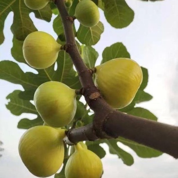 波姬红无花果树苗，金傲芬，芭老荼，金傲芬，久留米，格莱斯