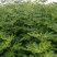 波姬红无花果树苗，金傲芬，芭老荼，金傲芬，久留米，格莱斯
