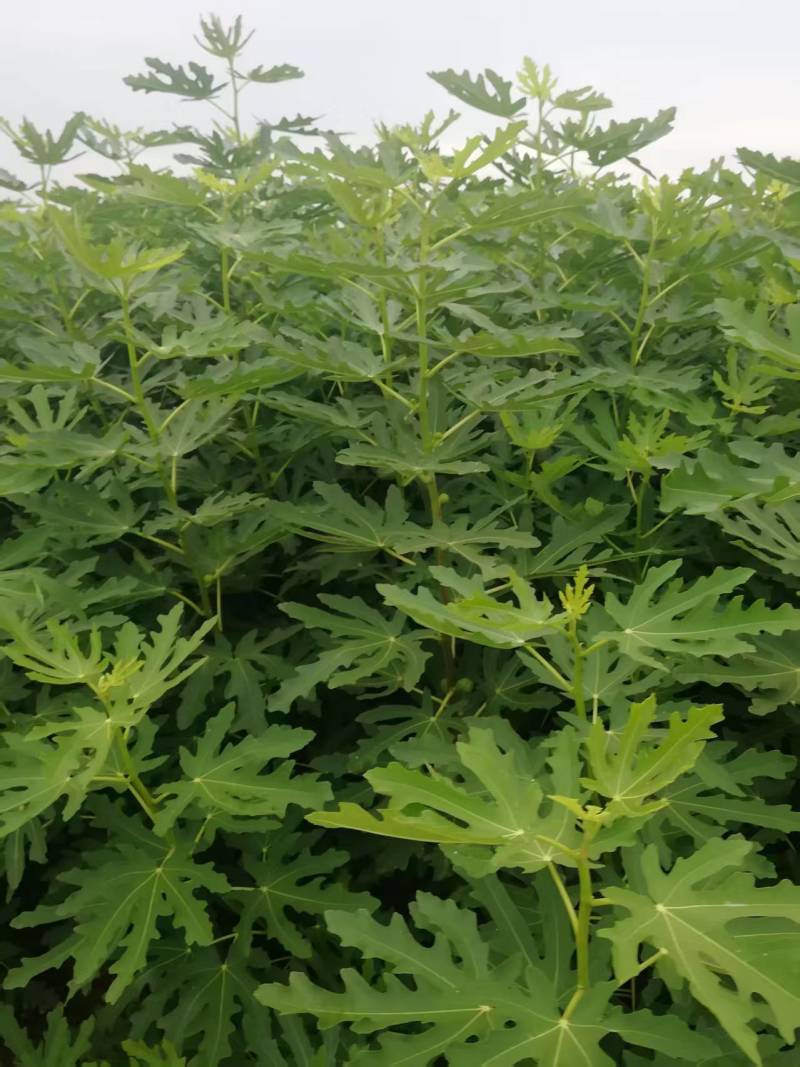波姬红无花果树苗，金傲芬，芭老荼，金傲芬，久留米，格莱斯