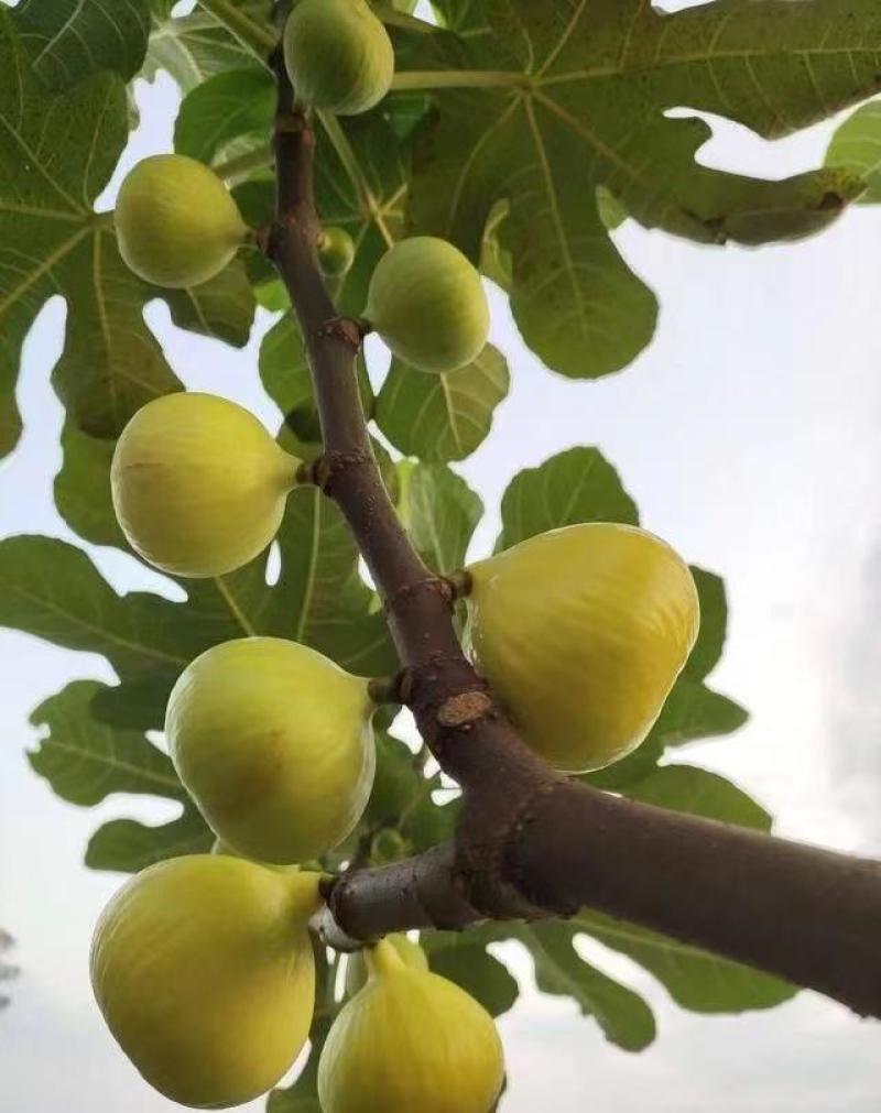 波姬红无花果树苗，金傲芬，芭老荼，金傲芬，久留米，格莱斯