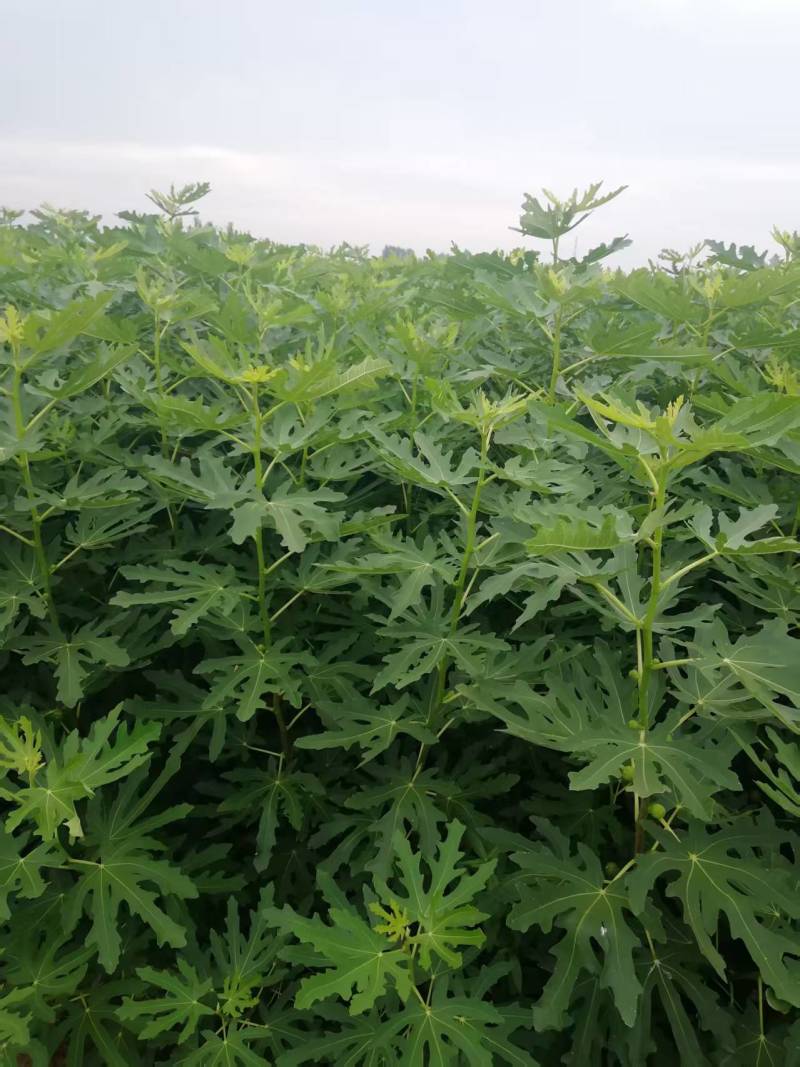 波姬红无花果树苗，金傲芬，芭老荼，金傲芬，久留米，格莱斯