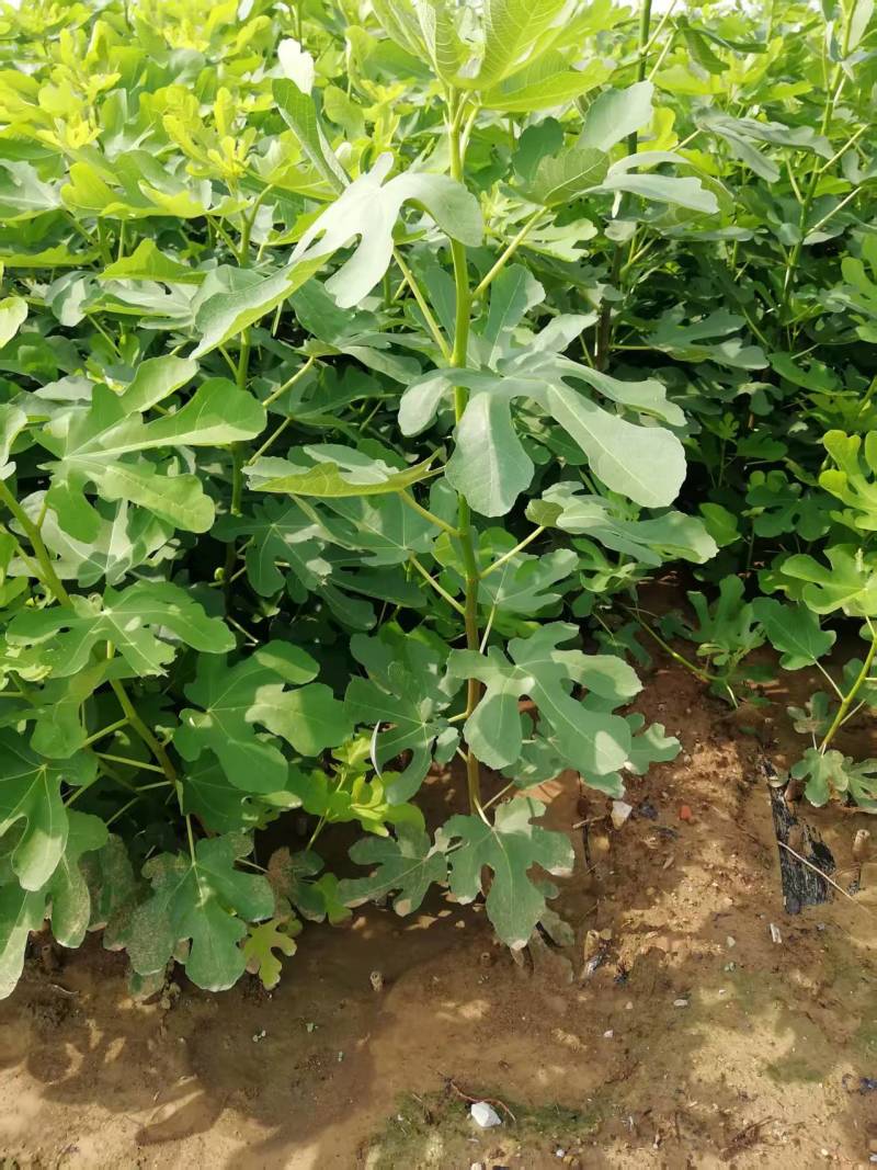 波姬红无花果树苗，金傲芬，芭老荼，金傲芬，久留米，格莱斯
