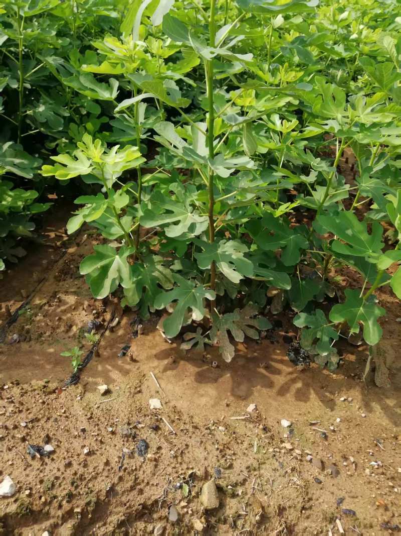 波姬红无花果树苗，金傲芬，芭老荼，金傲芬，久留米，格莱斯