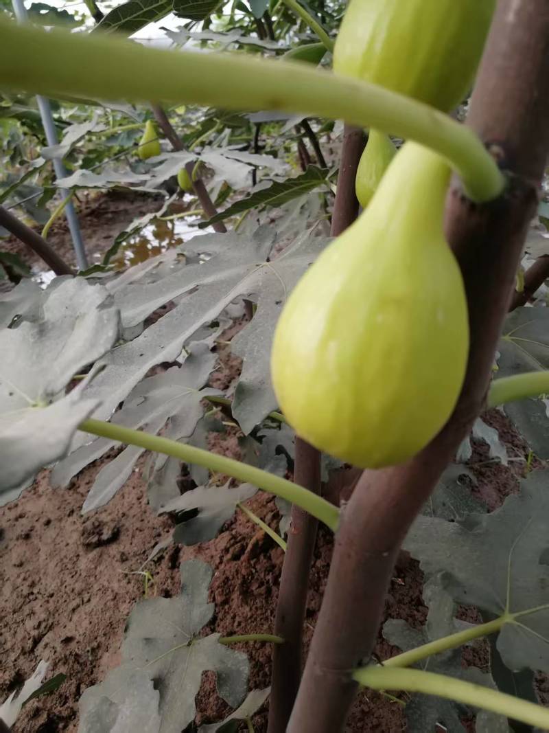 波姬红无花果树苗，金傲芬，芭老荼，金傲芬，久留米，格莱斯
