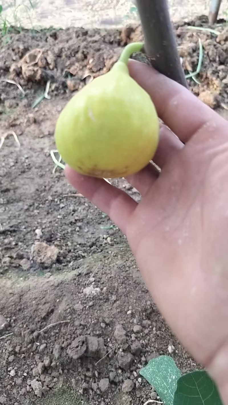 波姬红无花果树苗，金傲芬，芭老荼，金傲芬，久留米，格莱斯