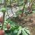 波姬红无花果树苗，金傲芬，芭老荼，金傲芬，久留米，格莱斯
