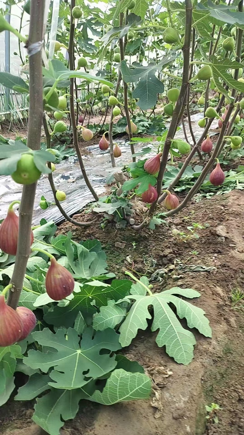 波姬红无花果树苗，金傲芬，芭老荼，金傲芬，久留米，格莱斯
