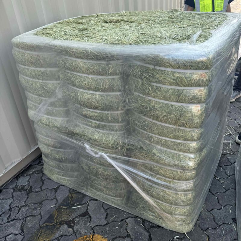 进口梯牧草