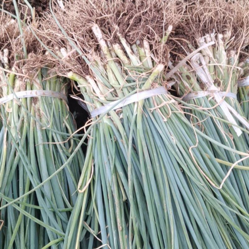 南阳嘉恒育苗基地现有刚葱苗500万棵售价5分需要的联系我
