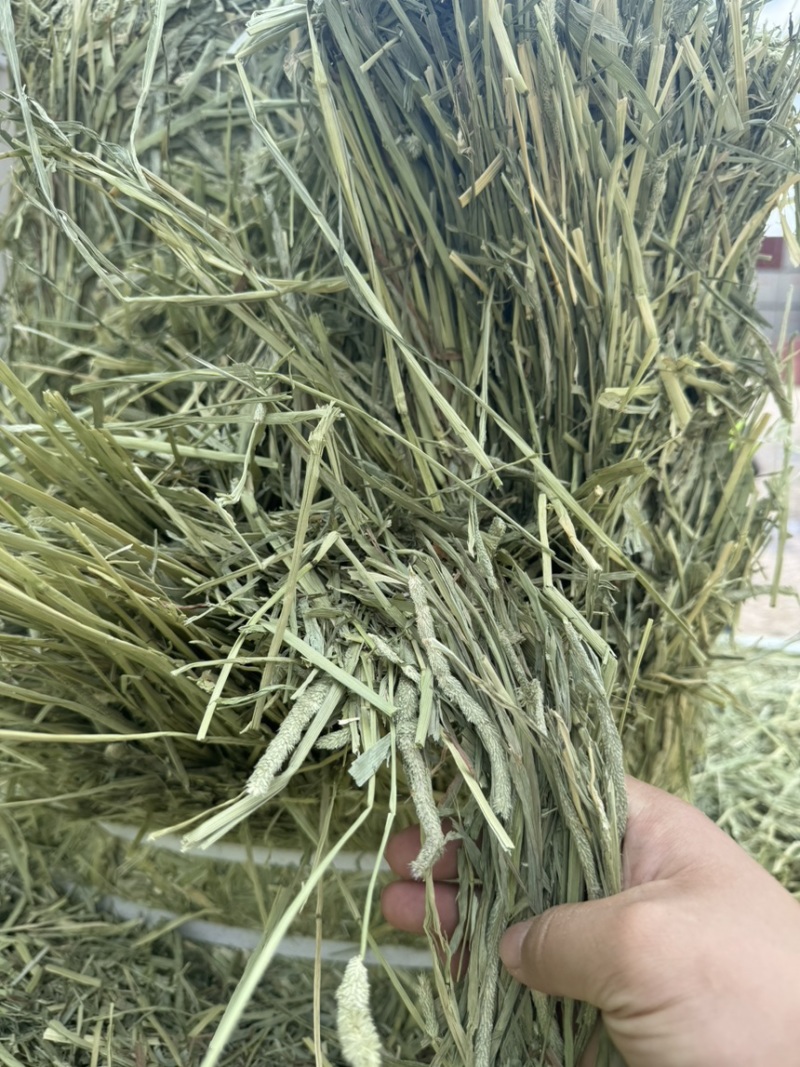 进口梯牧草