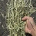 进口梯牧草