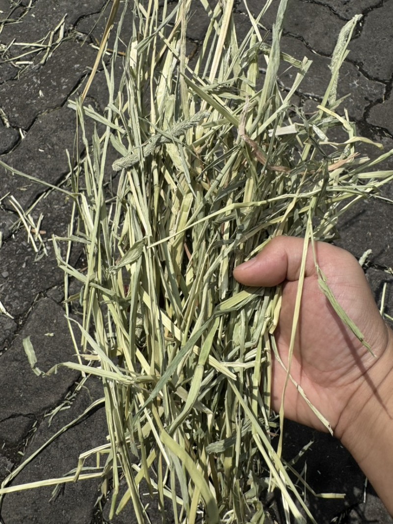进口梯牧草