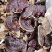 灵芝正宗金边灵芝产地直发药厂**菌香浓郁泡茶泡酒煲汤不苦