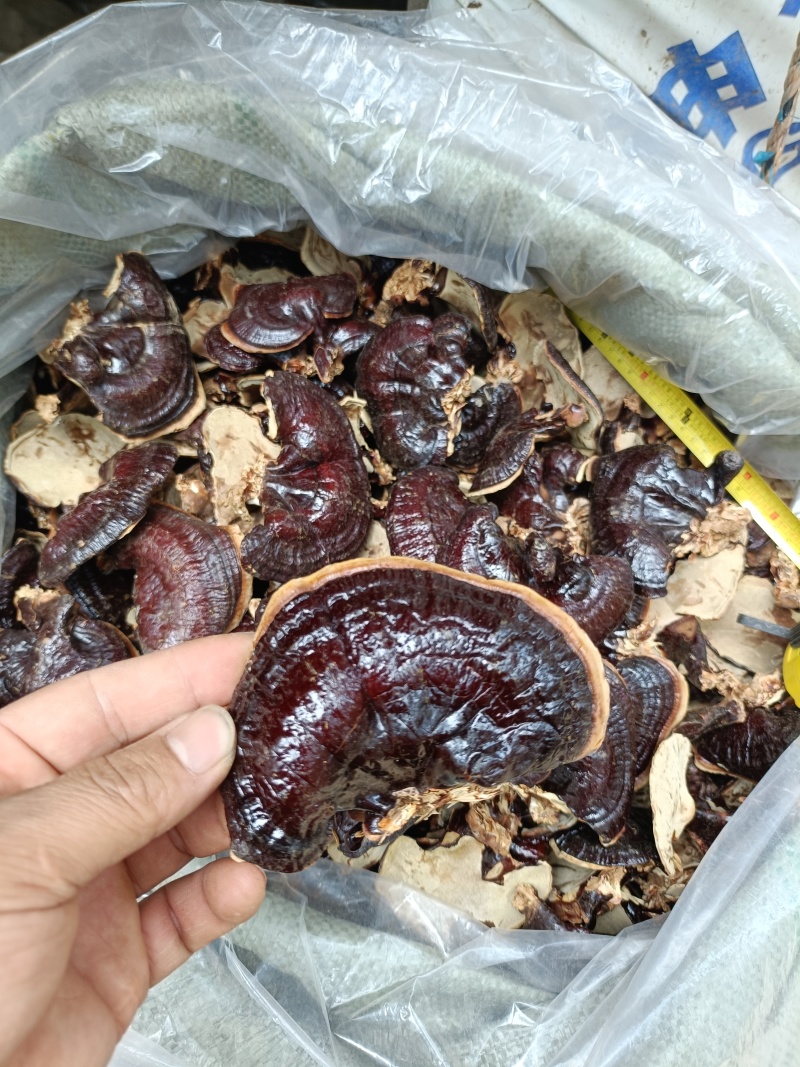 灵芝正宗金边灵芝产地直发药厂**菌香浓郁泡茶泡酒煲汤不苦