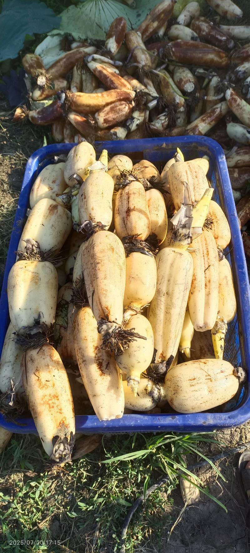 莲藕供应