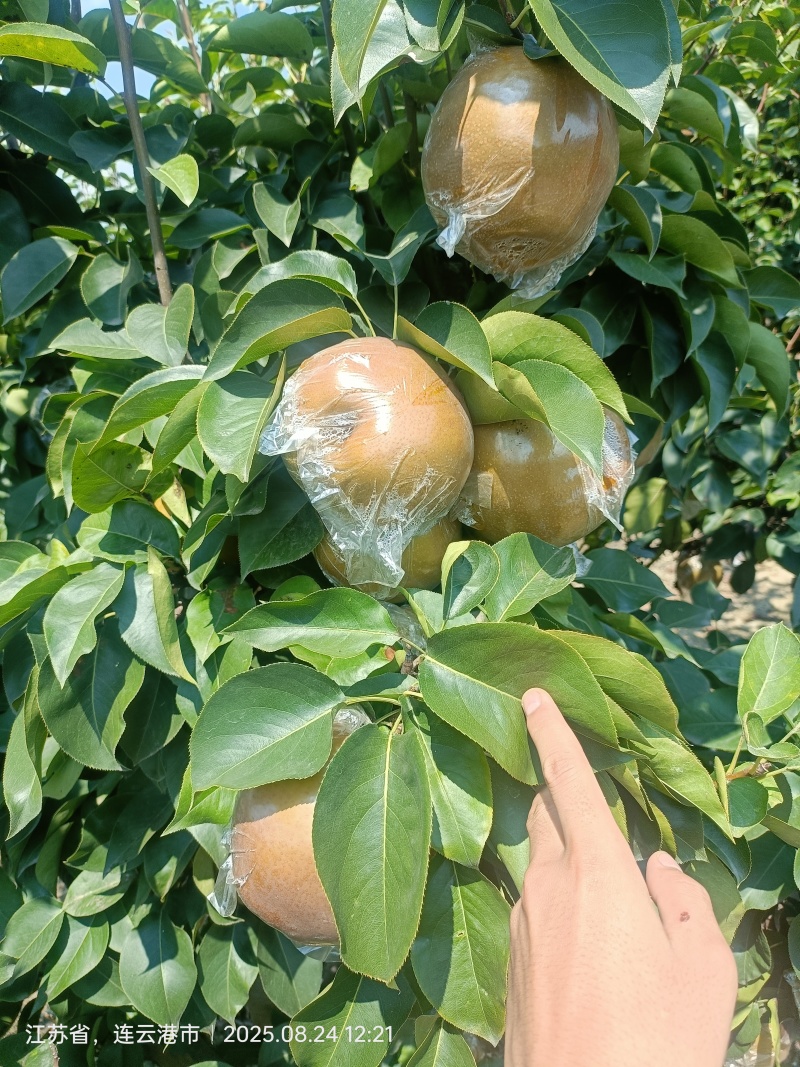 晚秋黄梨大量上市