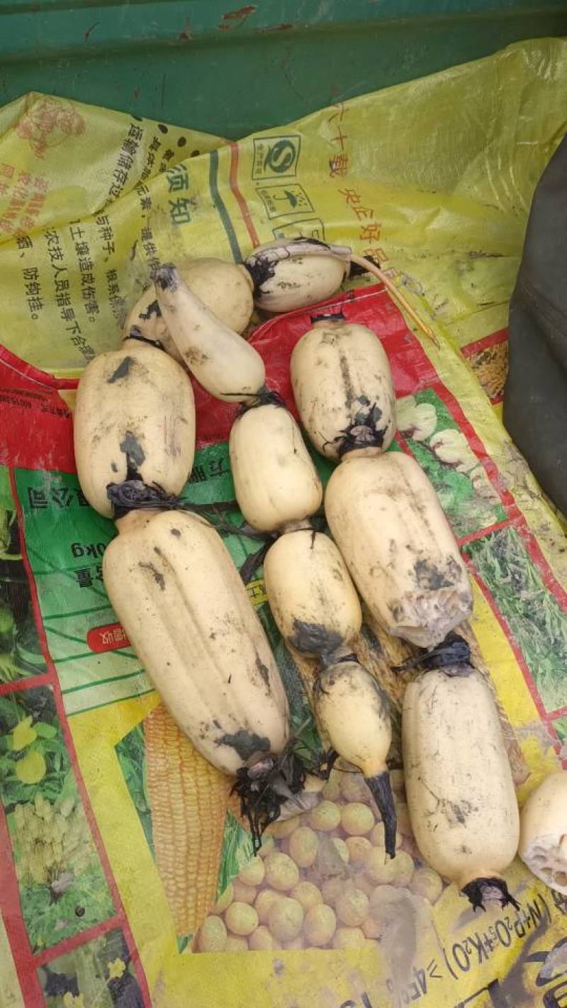 精品莲藕供应，产地直发保值保量。