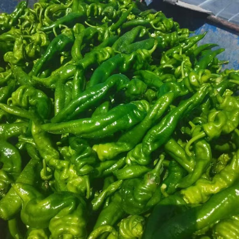 《陕西螺丝椒》定边螺丝椒/陕西辣椒/量大从优便宜出手