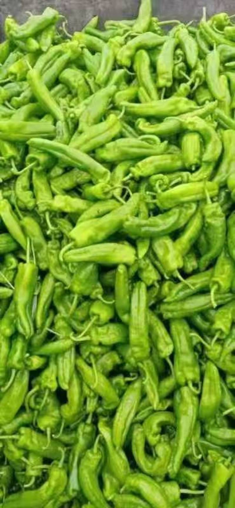 《陕西螺丝椒》定边螺丝椒/陕西辣椒/量大从优便宜出手