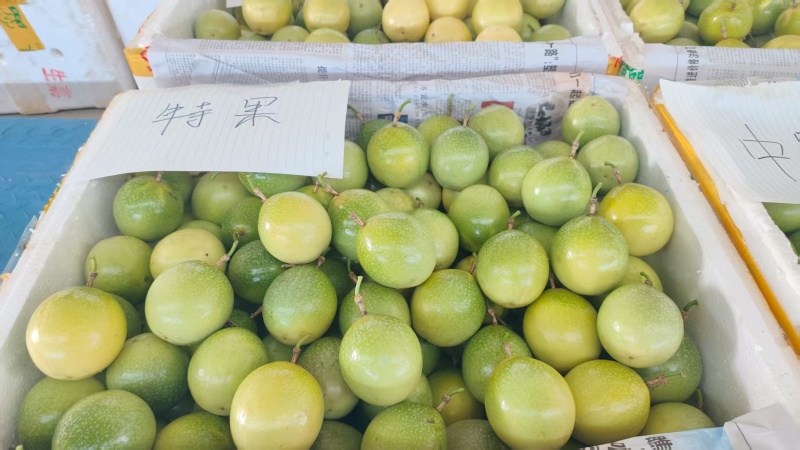 百香果黄金百香果口感好价格实惠零售批发均可欢迎联系