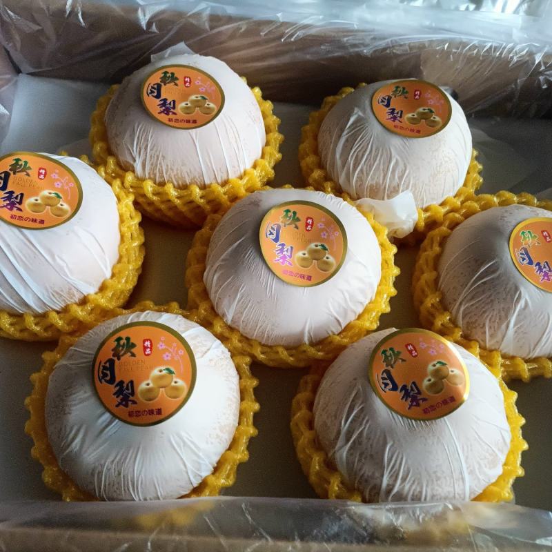 【精品】山东秋月梨品质保障产地直供对接全国批发电商商超