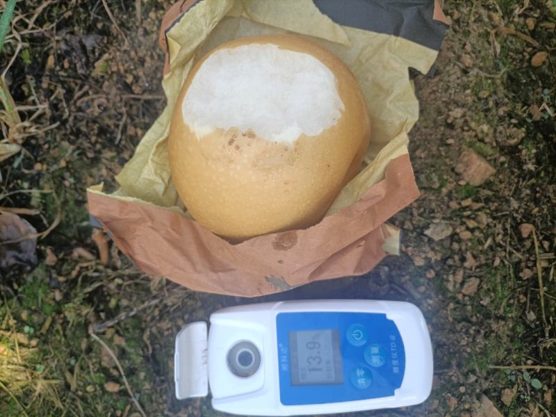 【精品】山东秋月梨品质保障产地直供对接全国批发电商商超