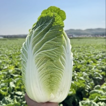 矮颗黄心大白菜，新鲜白菜叶片绿，根白、适合商超