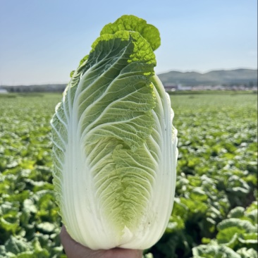 矮颗黄心大白菜，新鲜白菜叶片绿，根白、适合商超