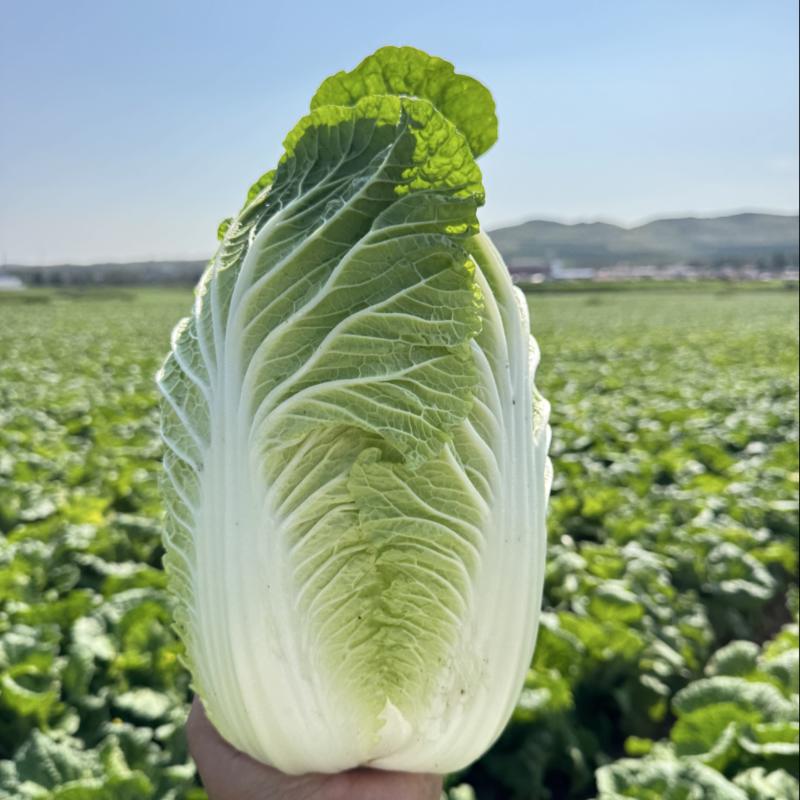 矮颗黄心大白菜，新鲜白菜叶片绿，根白、适合商超