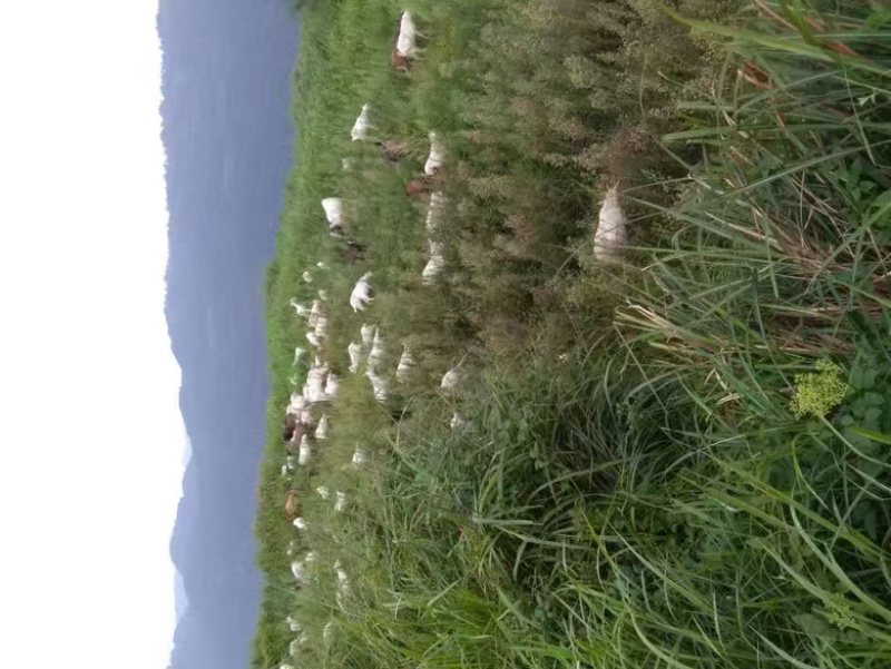 湖南湘西凤凰县大量供应山羊肉现杀现发，发自家养殖