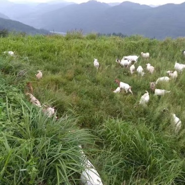 湖南湘西凤凰县大量供应山羊肉现杀现发，发自家养殖