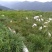 湖南湘西凤凰县大量供应山羊肉现杀现发，发自家养殖